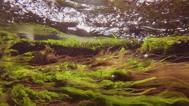 Close up of green seaweeds algae Cladophora with Sea lettuce (Ulva lactuca) and red algae Polysiphonia waving in a strong current during high tide in a littoral zone, slow motion. 