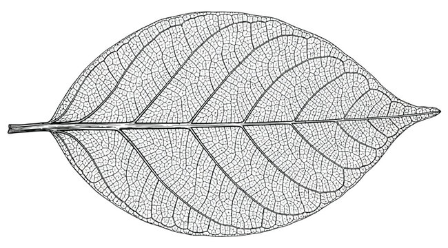Detailed black and white illustration of a leaf skeleton showing intricate vein patterns