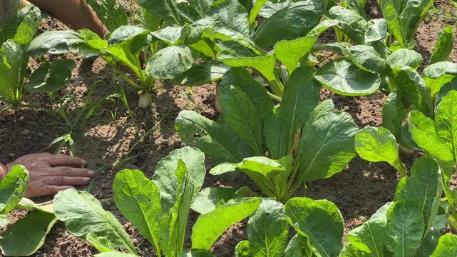 A close-up shows a person using both hands to manually thin and remove green leaves from young Daikon white radish Raphanus sativus plants to optimize growth in a vegetable garden.