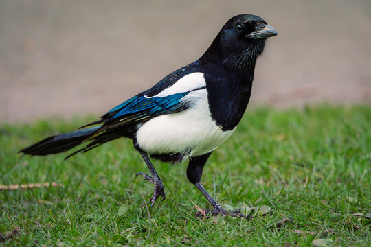 Magpie walking on grass at Killingworth Lakeside. Killingworth is a town in North Tyneside, Tyne and Wear, England which has a large lake with lots of wildlife