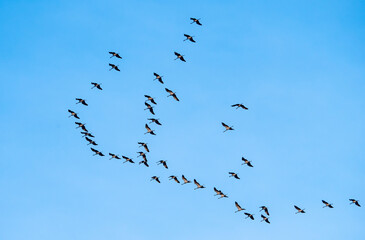 Fototapeta premium Flock of cranes
