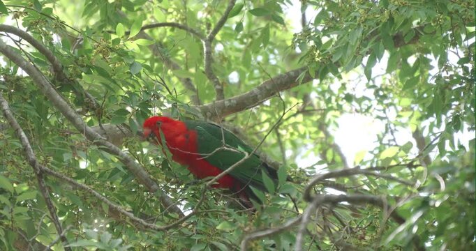 a male australian king parrot perching on a tree branch and feeding on seeds on the nsw central coast of australia