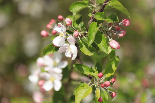 Honey bee collecting pollen from a blooming fruit tree flower