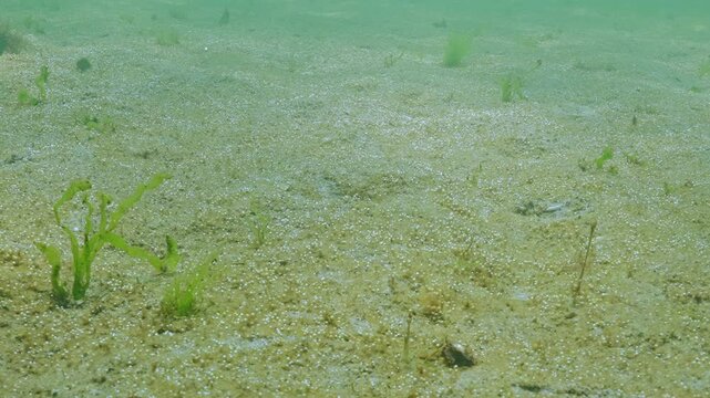 Colonial diatoms on sandy bottom synthesize oxygen and release it into water. Process of photosynthesis in microalgae. Unicellular algae produce gas, bubbles of which cover seabed, silvering in sun