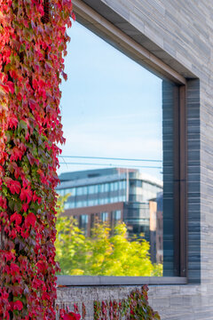 Daylight abstract facade with modern window and ivy frame on brick architecture using contrast for a calm minimalist urban composition