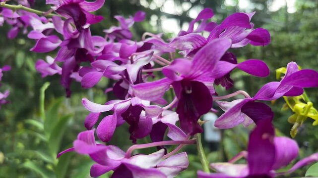 A close-up view of vibrant purple Dendrobium Serene Chang orchids in full bloom, showcasing their delicate petals and deep magenta lips. 