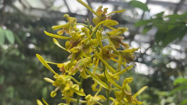 A cluster of beautiful Dendrobium Asian Youth Games orchids in full bloom, showcasing their unique light green and yellowish petals with subtle reddish markings.
