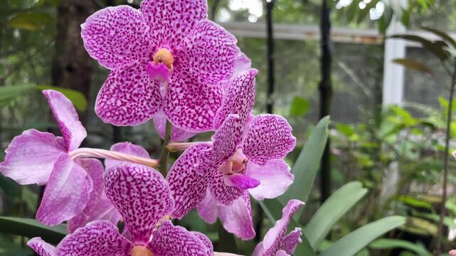 Close-up of vibrant Vanda Tan Jiew Cheng orchids showcasing their distinctive purple and white speckled petals. These beautiful tropical flowers bloom brightly in a lush botanical garden.