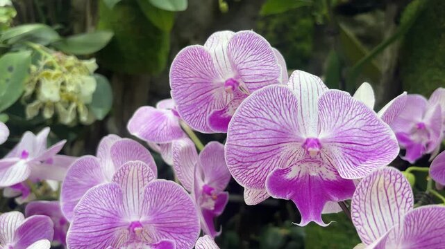 A captivating close-up showcases vibrant Phalaenopsis Miki Cheshire Cat 165 Big Lip orchids with striking purple stripes and deep magenta lips, blooming in a lush garden setting.