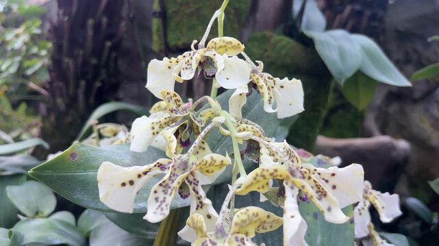 A vibrant close-up shot of beautiful Dendrobium Little Norman orchids with white and yellow petals adorned with striking purple-brown spots, set against a lush green background. 