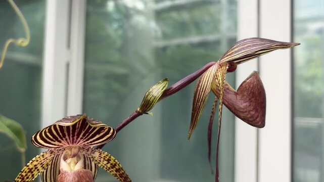 Close-up of a stunning Paphiopedilum rothschildianum orchid, showcasing its unique striped dorsal sepal and long, elegant petals in a bright greenhouse setting.