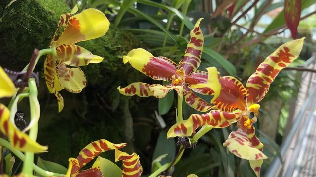 Close-up footage of vibrant Rossioglossum Rawdon Jester orchids featuring yellow petals with maroon tiger stripes blooming on a mossy branch.