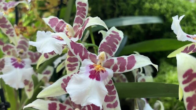 Close-up video of beautiful Aliceara Renaissance White orchids with white petals and purple spots. The flowers are swaying gently in a lush green garden setting.