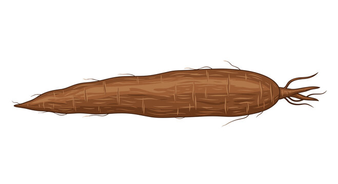 Elongated brown cassava root with a tapered shape and fine roots, showcasing a starchy tuber staple in many tropical regions.