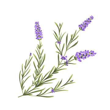 Elegant lavender bouquet on white background, vector illustration