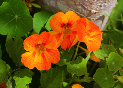 Foraging - Nasturtium, also known as Indian cress or Monk's cress - Tropaeolum majus (botanical). An edible flower and plant growing wild around a tree trunk. Portugal.