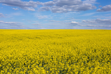 Fototapeta premium A vast yellow field blooms under a clear blue sky with fluffy clouds in the daytime, showcasing the beauty of nature