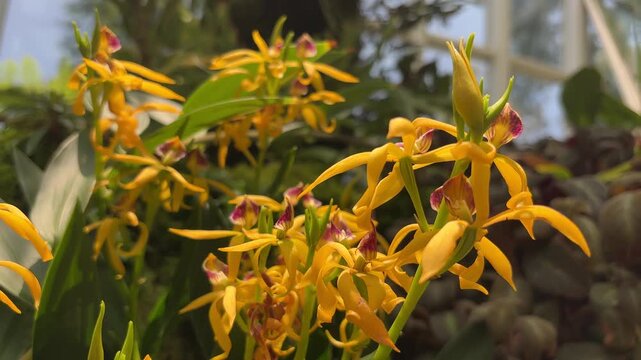 Close-up footage of vibrant yellow Prosthechea cochleata x vitellina orchids blooming in a bright greenhouse. The delicate flowers feature purple accents and sway gently in the natural light.