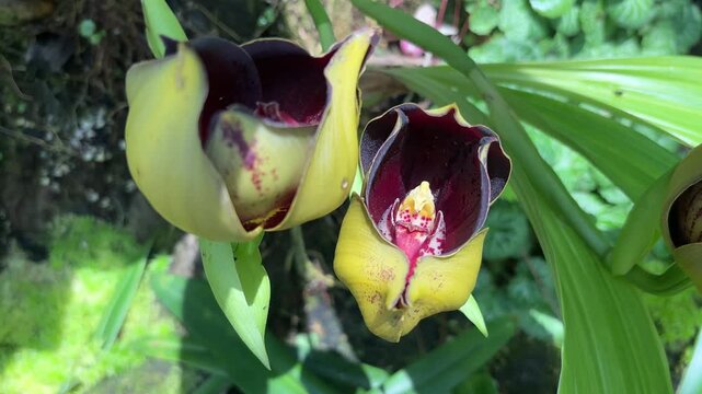 Detailed shot of Anguloa x ruckeri orchids featuring yellow sepals and deep maroon interiors. The flowers hang from green stems in a lush, mossy environment.