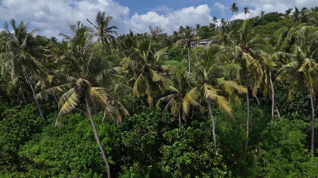 High angle perspective of a lush green landscape covered with densely growing palm trees. Mirissa, Sri Lanka