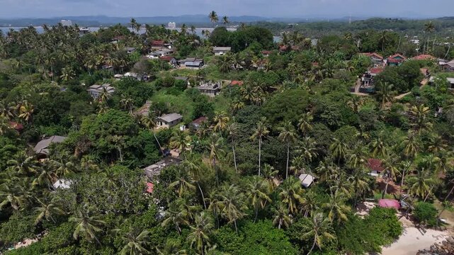 Aerial view of a dense grove of palm trees and tropical greenery. Mirissa, Sri Lanka