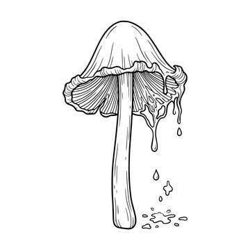 Coprinopsis atramentaria ink cap mushroom with dripping cap line art for species identification
