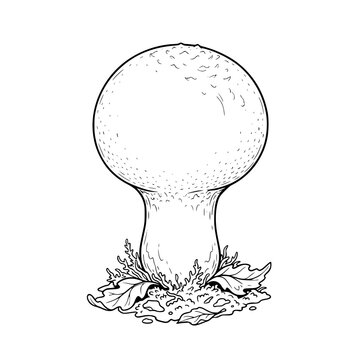 Giant puffball mushroom Calvatia gigantea vector for foraging guide rustic packaging and cookbook design