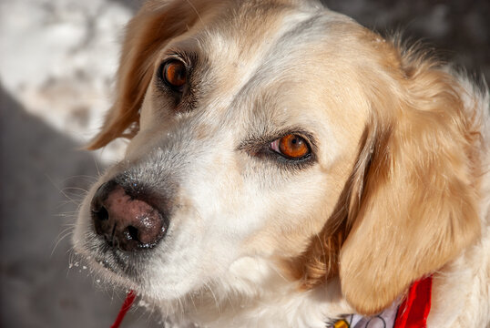 Close up view of a mix golden dogs head with beautiful brown eyes. White dog with cream colored markings in sitting in the snow in bright sunlight