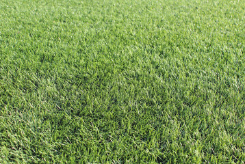 Obraz premium close up view of fresh green grass covering the ground, showing natural texture, dense blades, and vibrant outdoor surface detail