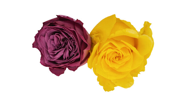 濃いピンクの薔薇」の写真素材 | 12,936件の無料イラスト画像 | Adobe