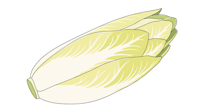 A crisp, pale green endive head, a slightly bitter leafy vegetable often used in salads and gourmet dishes for its distinct flavor.