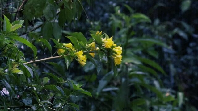 Yellow elder flowers blooming on a green branch with raindrops during tropical monsoon rain
