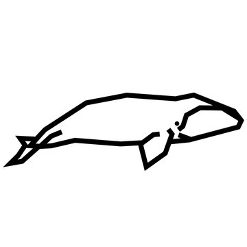 Bowhead whale