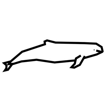 Irrawaddy dolphin