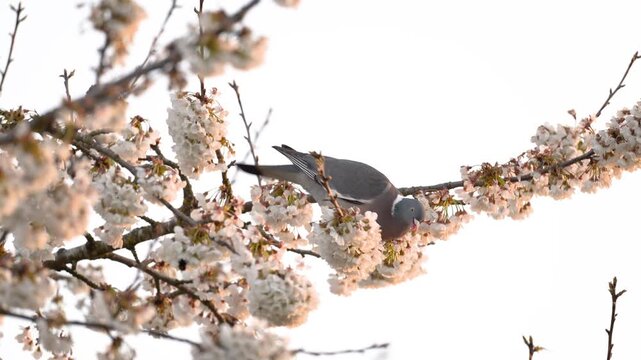 Wood pigeon eating flowers while perched balancing on a cherry tree branch shaken by the wind while a bumblebee is pollinating flowers. Columba palumbus, Prunus avium, r&eacute;gion Centre, France, Europe
