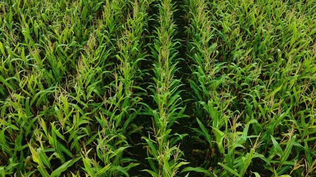 Green corn plants on farmland growing in straight open rows. Fresh rural maize stems developing along clear soil pathways. Vibrant agricultural corn vegetation spreading through evenly arranged field