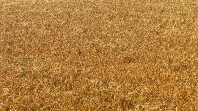 Rye crop field with wide golden cover across open farmland. Wheat grain area stretching over dry summer soil on rural agriculture land. Barley harvest field forming dense mature cereal layer on