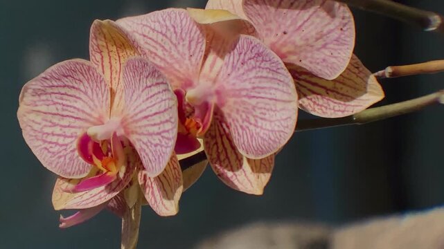 Closeup of a delicate pink and white orchid with intricate stripes