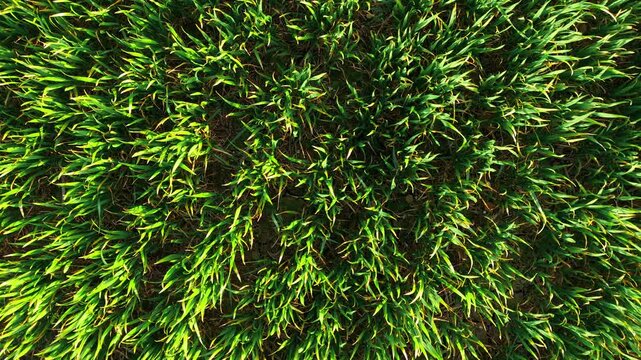 Top down aerial view of young wheat plants forming circular pattern in cultivated soil. Green cereal crop growing evenly with visible spacing between rows in farmland. Precision farming and agronomy