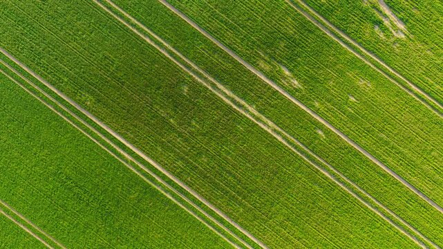 Aerial view of wheat field with diagonal planting rows and narrow tractor paths running through crops. Green young plants covering cultivated soil with clear linear structure. Agronomy monitoring and
