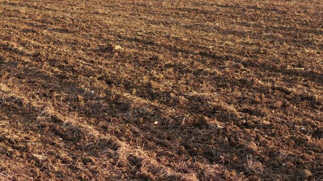 Ground level view of rough cultivated soil with plant residue and uneven clods across plowed field. Organic matter scattered over freshly tilled earth indicating post-harvest field management