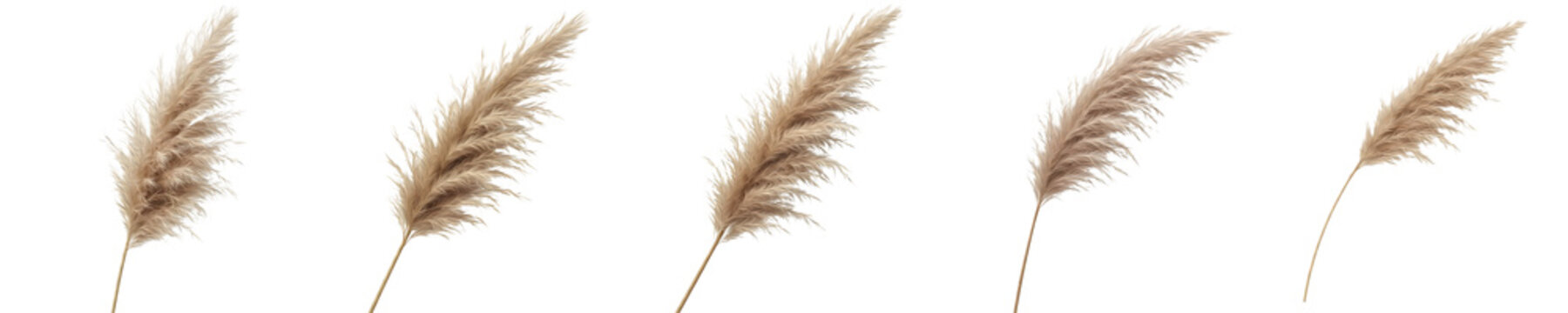 Natural Dried Pampas Grass Set Isolated on White Background - Fluffy Cortaderia Selloana Stems, Boho Wedding Decor and Interior Floral Arrangement 3D Render Illustration PNG