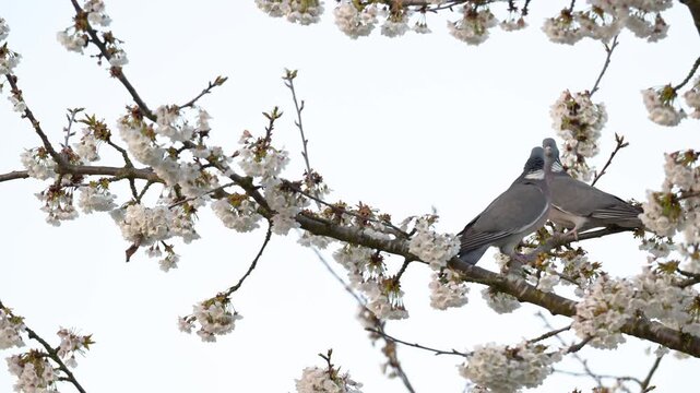 Male wood pigeon strutting in front of a female perched on a branch of a flowering cherry blossom tree at sunrise that is taking flight. Columba palumbus, Prunus avium, r&eacute;gion Centre, France, Europe