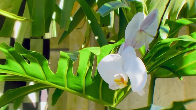 White orchids blooming amongst lush green leaves