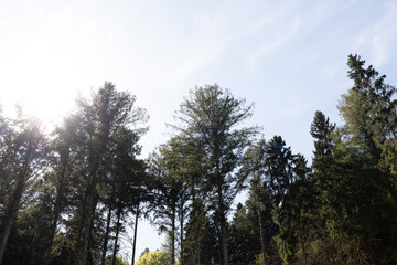 Fototapeta premium Sunlight streams through the canopy of tall evergreen trees in a forest.