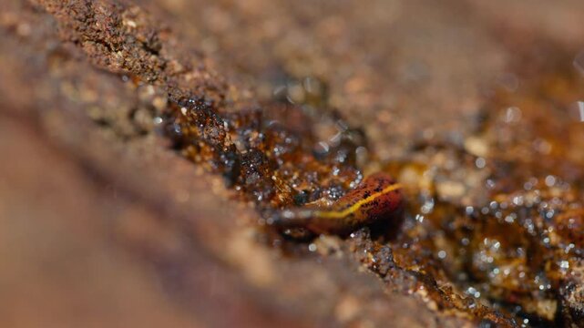 Brown land leech, Haemadipsa zeylanica crawling over wet rocks in slow motion macro close up, detailed view of a common invertebrate in tropical forest environment of Sri Lanka, natural wildlife