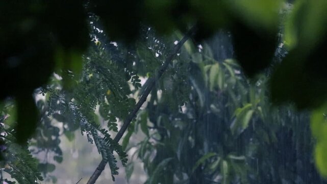 Heavy rain falling on green leaves and tree branches during a tropical monsoon storm in garden