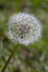 Fototapeta premium A dandelion seed head stands ready to disperse its seeds in the wind.