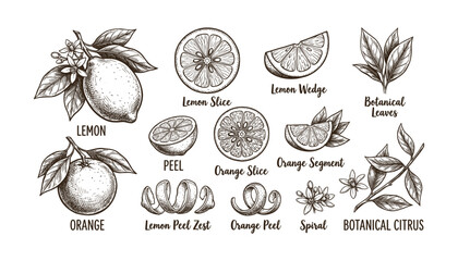 Hand drawn lemon orange citrus fruits botanical illustration with leaves flowers and peel on transparent vector.