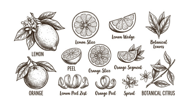 Hand drawn lemon orange citrus fruits botanical illustration with leaves flowers and peel on transparent vector.
